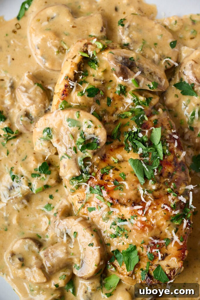 Chicken breast in creamy mushroom sauce. Close up image