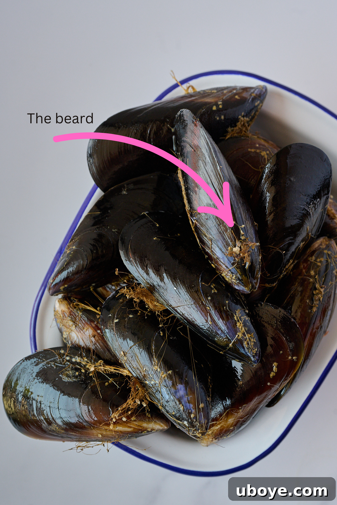 Image of mussels with a pink arrow pointing to the beard of the mussel 