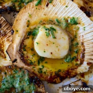 Grilled scallops with garlic butter, showcasing large sea scallops.