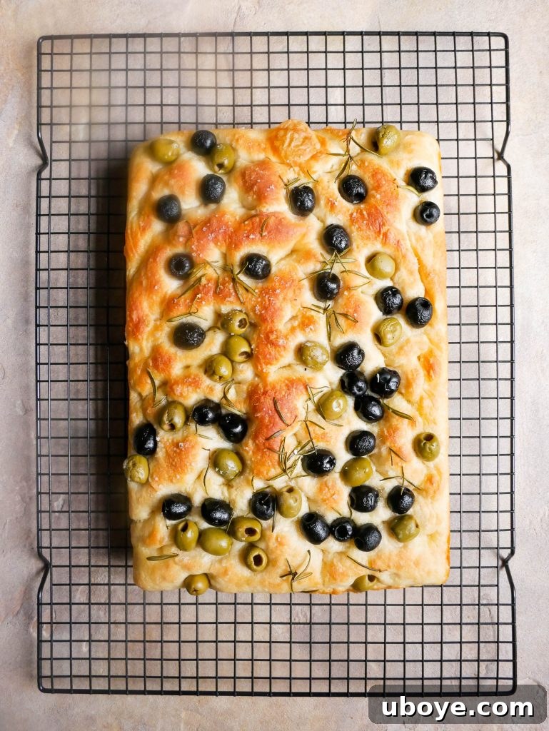 Freshly baked Olive and Rosemary Focaccia, golden and dimpled