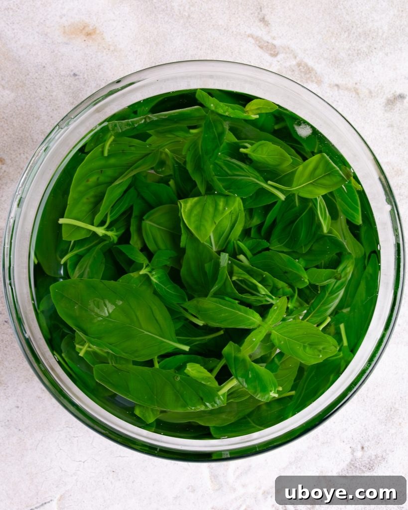 Blanched basil leaves being cooled in an ice bath