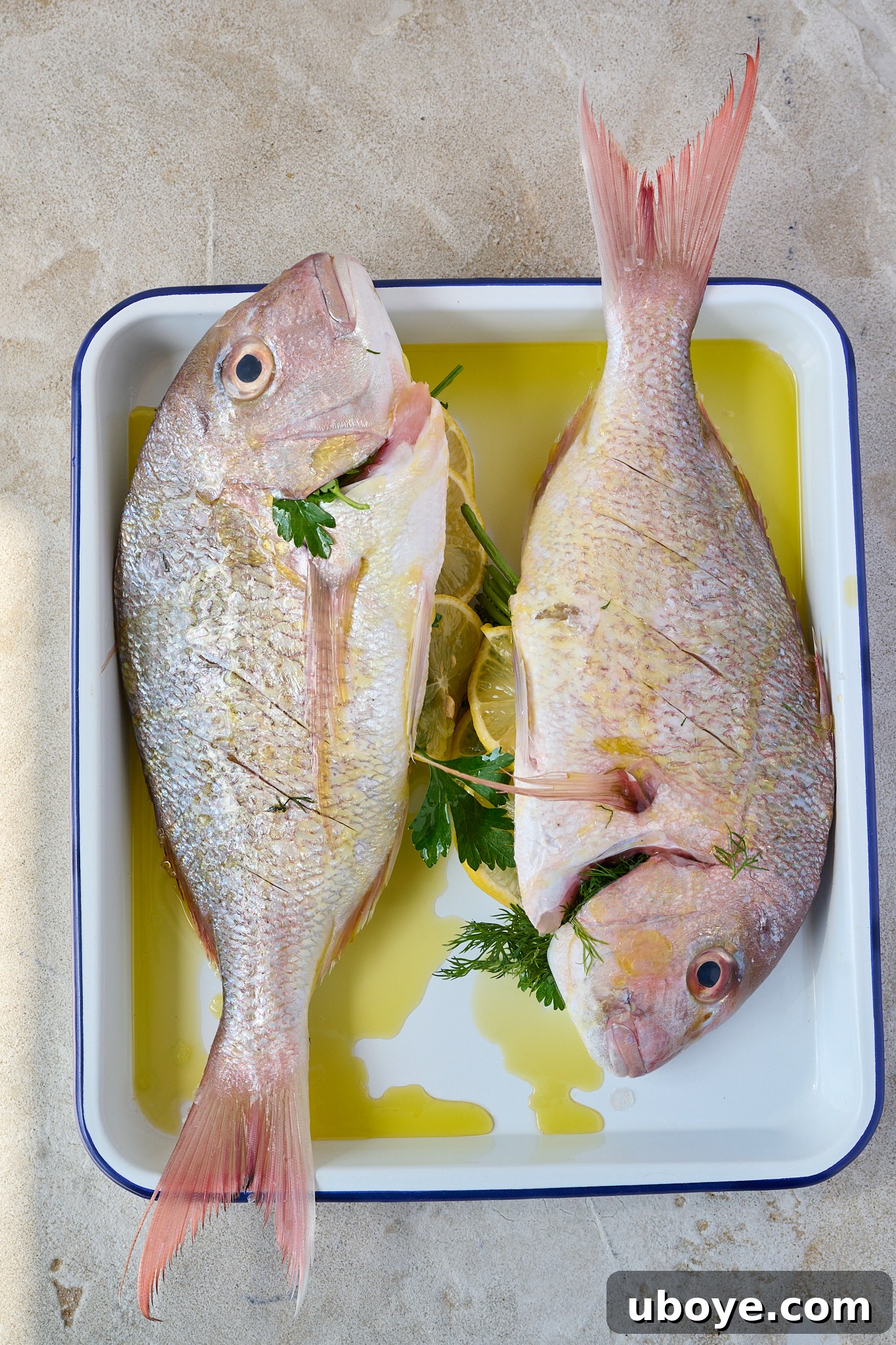 A whole snapper meticulously prepared for baking, with fresh parsley and dill peeking from its cavity, lemon slices arranged on top, and glistening with a generous coating of olive oil, all placed on a pristine white baking tray.